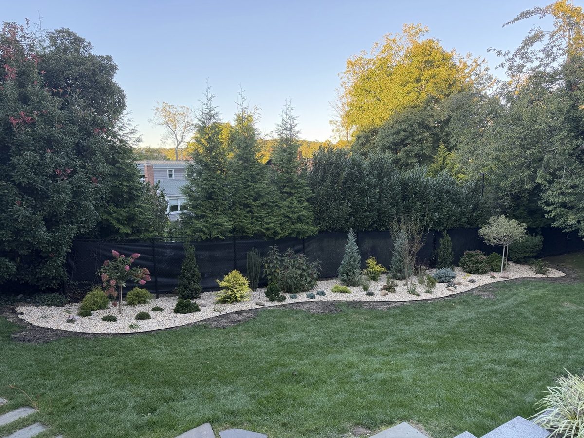 Backyard after new stone planting bed with evergreens, hydrangeas and specimen trees