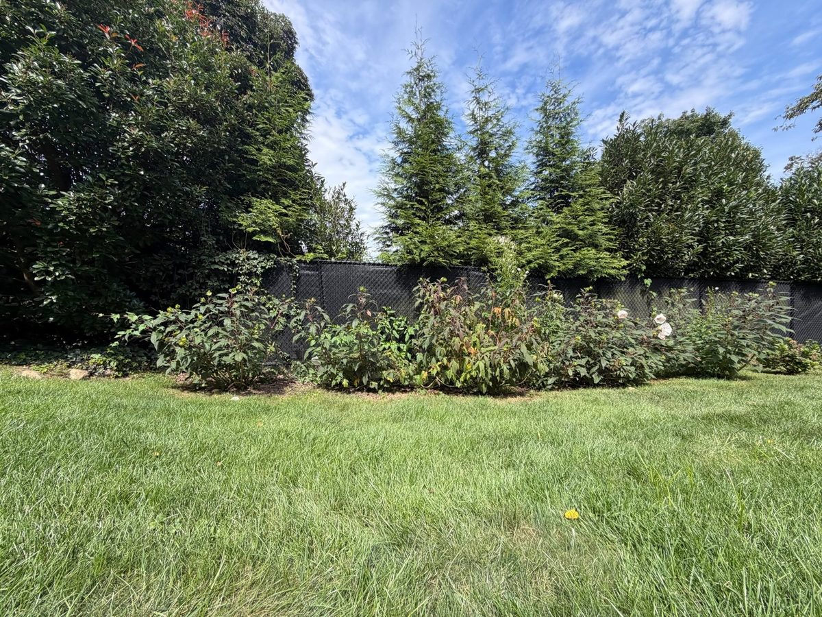 Backyard before new planting beds