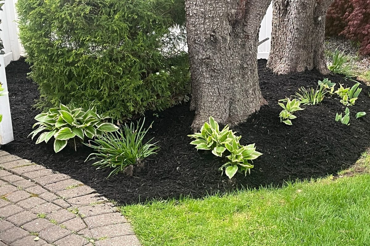 Fresh black mulch around hostas in a Huntington NY garden bed