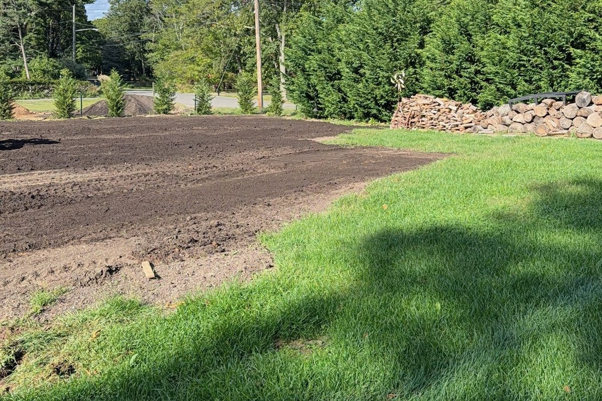 New grass seed coming in on a renovated Long Island lawn