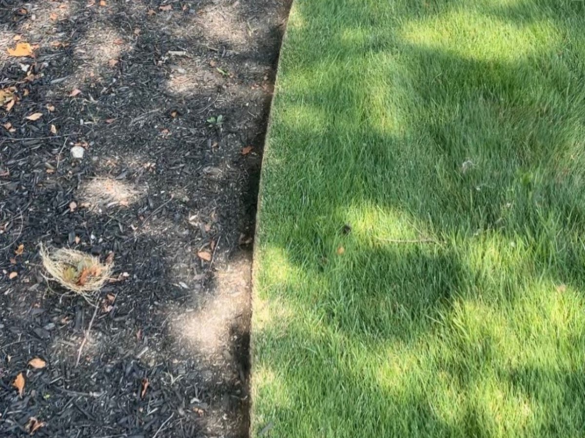 Crisp bed edge against fresh-cut lawn