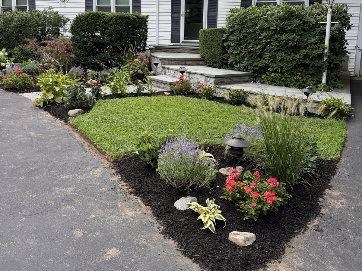 Mulched island bed with lavender, roses and grasses at a Long Island home