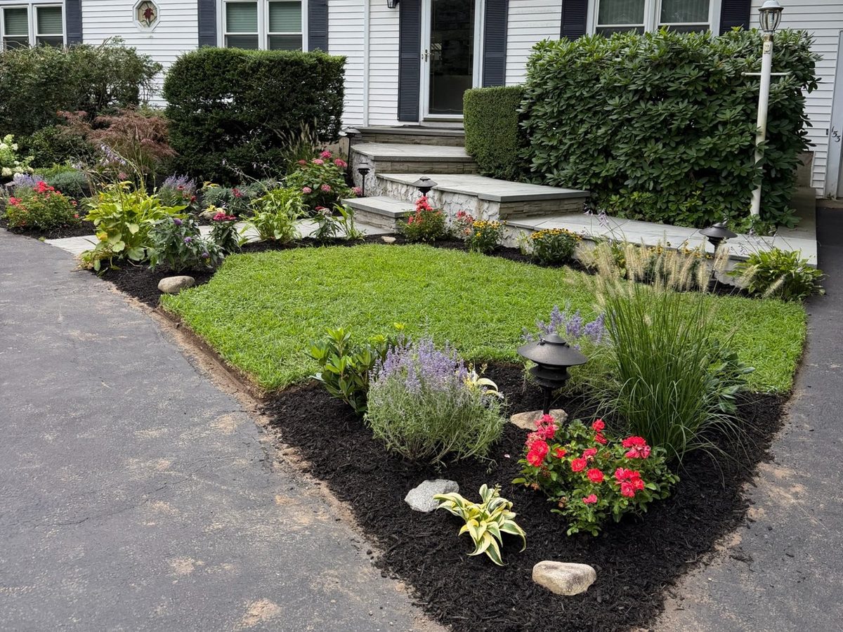 Front entry after new island bed with lavender, roses and grasses