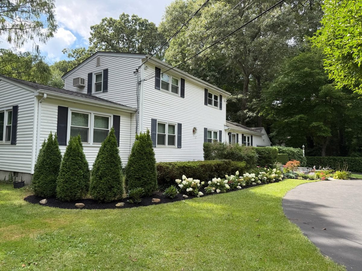 Same side yard after new arborvitaes, hydrangeas and mulch bed