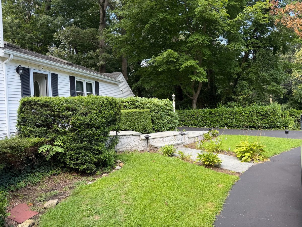 Front entry with overgrown shrubs before plantings