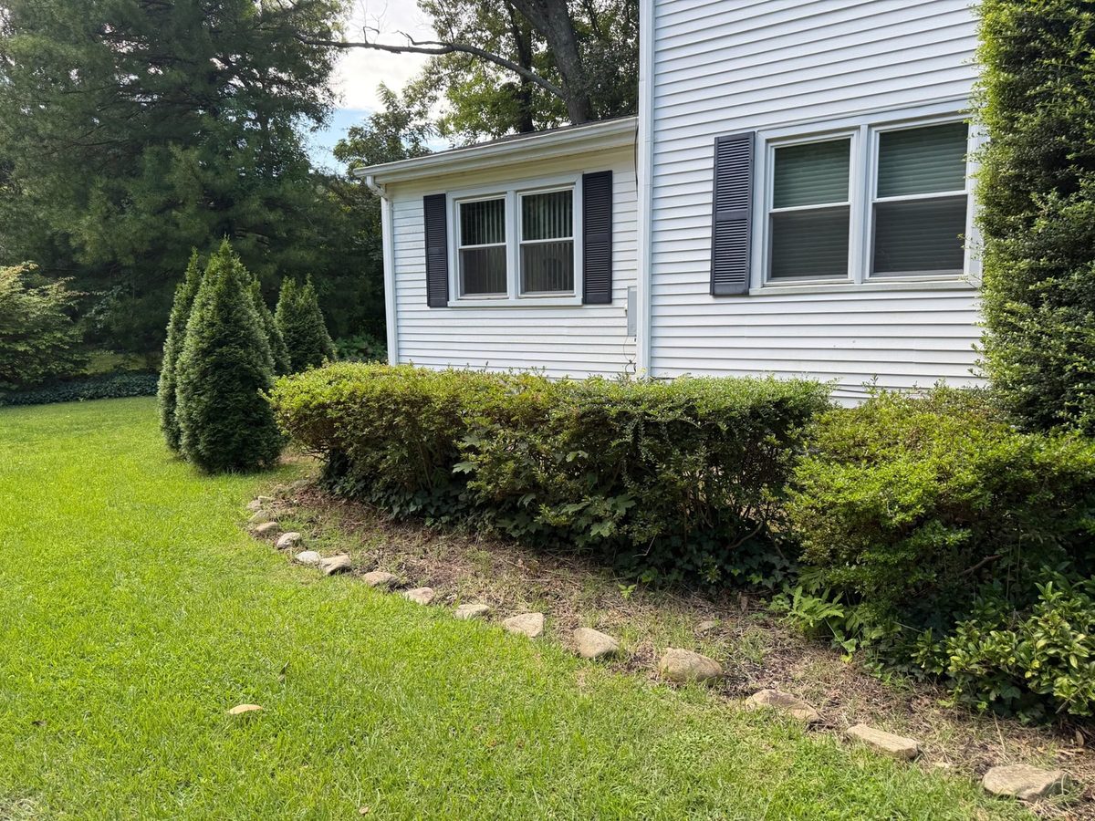 Overgrown foundation hedge before landscape renovation