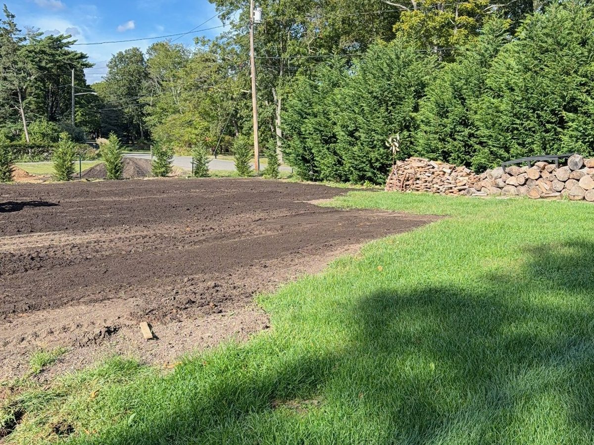 New seed germinating on a renovated lawn